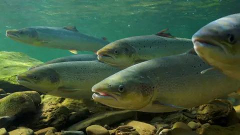 Michel Roggo/REUTERS A stock picture of Atlantic salmon swimming. There are six greyish fish swimming close to a stony riverbed. 