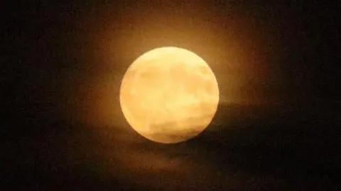 Lutterworth Fox The moon at night