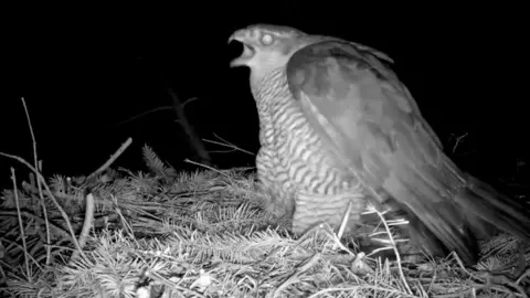 Forestry England Goshawk