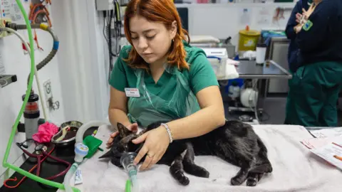 RSPCA A veterinary worker in a clinic gently holds a black cat lying on a towel while using a breathing mask connected to tubes, with medical equipment and tools visible nearby.