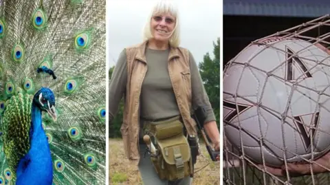A peacock, a woman in a field and a football in a net