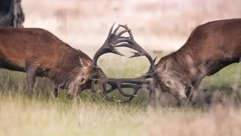 The Royal Parks Rutting deer