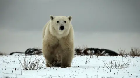 Polar bear