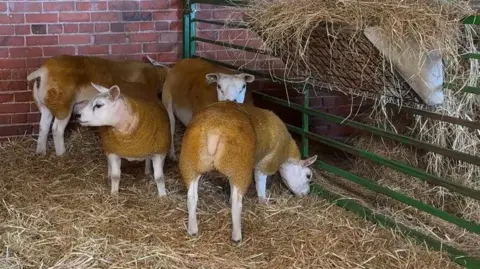 Four sheep have white faces and spray-tanned brown coats. They are standing on straw in a farm pen with a red-brick wall behind them and a green fence to their right.