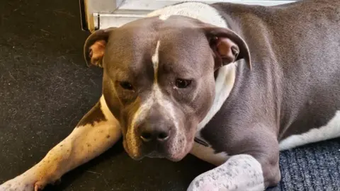 Supplied Hugo, a brown and white XL bully-type dog lying on a carpeted floor