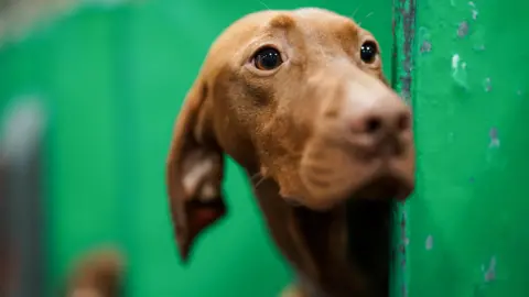 PA Media A brown furred dog looks around the side of a green partition.