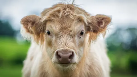 Getty Images A highland calf