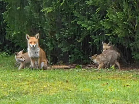 BBC Weather Watchers/AndrewB Four foxes near a green hedge, with one looking towards the camera.