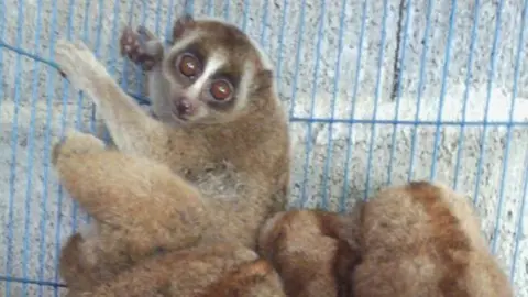 Traffic Slow lorises in a cage