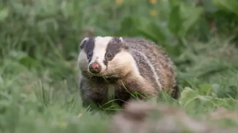 A badger walks in green grass. It has classic features like black and white fur on its face and a pink snout. 