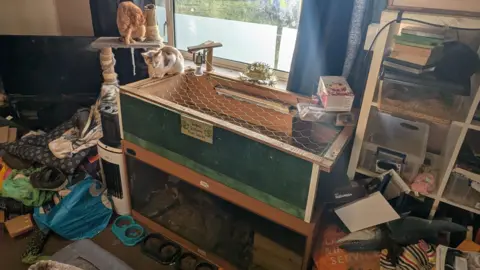A photo of a part of the flat which has a wooden cage with chicken wire over the top of it and a lamp. There are two small cats, one sitting on the cage and another on a ledge next to it. There are shelves piled high with plastic boxes, one of which looks like it may hold a reptile. There are three cat feeding bowls on the floor as well as piles of textiles and plastic bags.