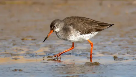 Steve Everett A wader bird walks through wetland. It has brown feathers with some white on its stomach. It has long orange coloured legs and an orange beak.