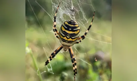 Steve Wright Wasp Spider