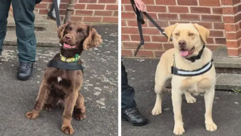 Two separate photos shown together of two dogs. The dog in the first photo is brown and the dog in the second photo is blond. They are on leads. The officer holding the lead is off-screen. 