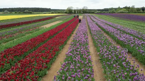 A drone shot of a field of different coloured tulips, all split into rows. There are rows of yellow, green, red, lilac and purple flowers. There are also volunteers dotted in between the rows picking them.