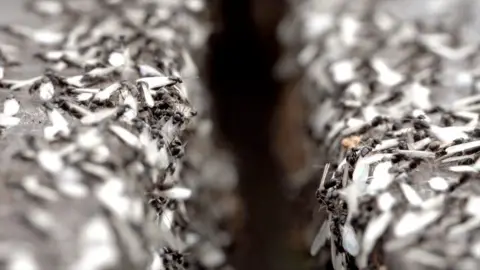 Generic close up image of hundreds of flying ants.