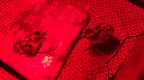 Sliabh Beagh Curlew Conservation Trust and RSPB Two of the curlew chicks standing under a red light.