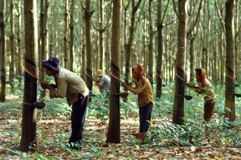 The Horrific Consequences Of Rubber's Toxic Past - BBC News