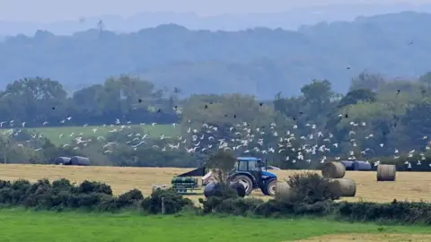 Pacemaker Tractor in field with birds flying overhead