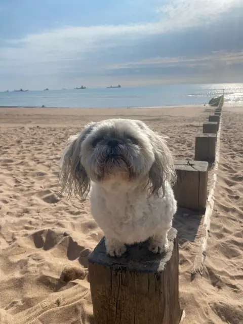 Janice Mitchell A dog sits on a small wooden post on a beach, seemingly enjoying being out in the sun