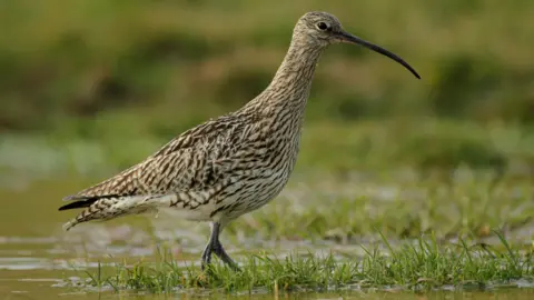 A curlew bird wades through a marsh. The water level is high and covering patches of grass. The bird has a long, thin black beak and black, brown and white feathers.