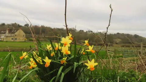 stroller A bunch of yellow daffodils is in the foreground of the shot. Behind the flowers is a field and some wooden fences, with a sandstone building and trees in the background.
