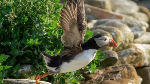 Nicholas Rodd A puffin spreading its wings on a rock. It is a big bird with a particularly unique appearance. It has a big, bright orange beak and similarly coloured eyes with black pupils, winged by fur markings which look like eyeliner. It also has an especially thick body.