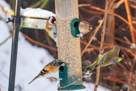 Ian Talboys Birds hanging on a bird feeder in a snowy garden