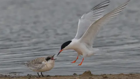 Steve Laycock A roseate tern, a white seabird with a navy head, orange beak and feet feeding a grey fluffy chick with the dark sea in the background.