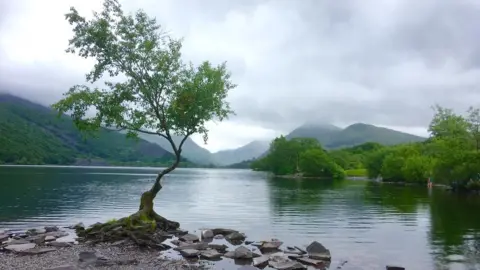 Carol Lynes Picture of a lone tree at Llyn Padarn, Llanberis