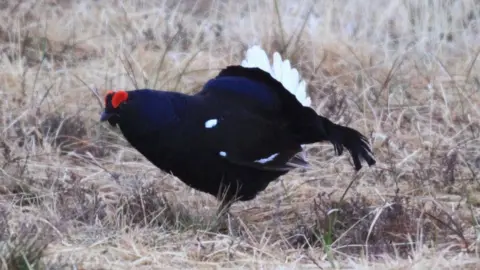 Brian Henderson Black grouse