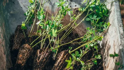 Visual Air RGB Kew Seed plugs