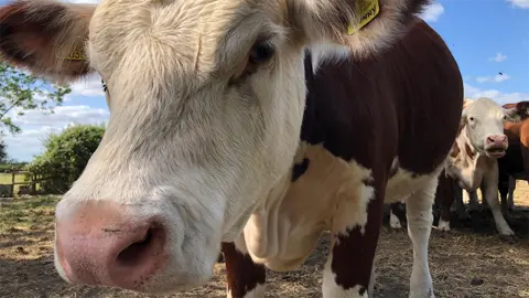 A close-up of a dark brown and white cow staring into the camera. It has a yellow tag in its left ear, with other cattle in the background 