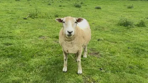 A sheep looks directly at the camera. Its coat is short and it is standing in a field.