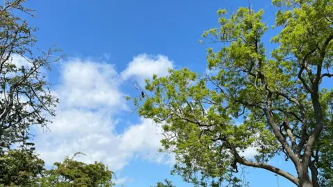 BBC A crow can be seen perched on the end of a branch in a large tree. The sky is bright blue with a few wispy clouds.