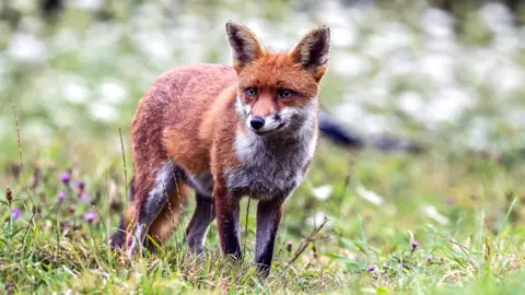 A red fox pictured walking on green grass. The fox is looking away from the camera with its ears pointed upwards. It is in sharp focus, while the greenery around it has been blurred.