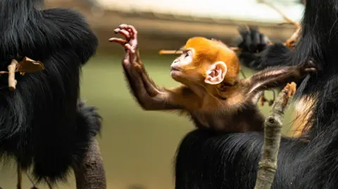 Lee Button An orange coloured monkey in the arms of its mother reaching outto another adult 