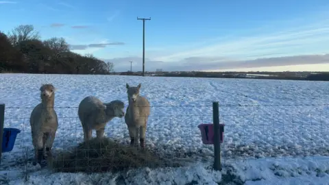 BBC Weather Watchers/Faithless Three alpacas in a snowy field 
