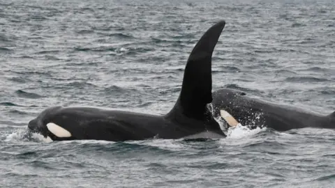 The two orca are close together and swimming in the same direction. The white on their cheeks and under their beaks is visible.