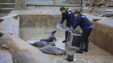 Anya Hartwig Two people from the sanctuary holding a cage in front of the grey seal pup. There are three seals in the area. The two people, dressed in blue jumpers and black trousers and wellies, are holding the door open. 