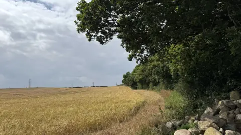 Forestry England The proposed site for the woodland. A row of trees stand to the right and overlook a field filled with wheat. Power lines can be seen in the distance.