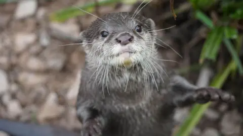 Somerset in pictures: Otters, owls and EastEnders pub