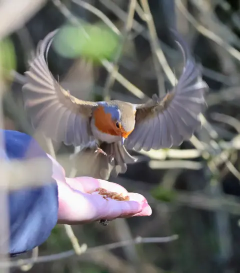 Caroline McCabe A small robin with open wings and an orange breast descending toward an outstretched hand holding food. The background is filled with branches and soft natural light.