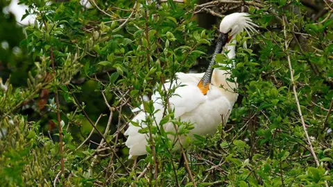 A beautiful spoonbill is sat in a tree amongst branches covered in green leaves. The white bird has a long black beak with a yellow tip. On the back of the head it has longer white feathers in a plume.