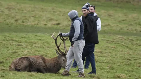 Christine Golightly Three men in winter wear with hands on the antlers of a stag resting on the ground
