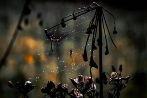 Jim Fanning Spider and web