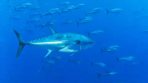 Blue fin tuna swimming in a clear blue sea