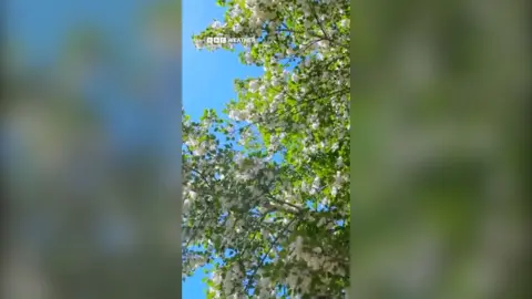 A leafy green tree with small white flowers.