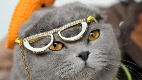 VYACHESLAV OSELEDKO Scottish fold