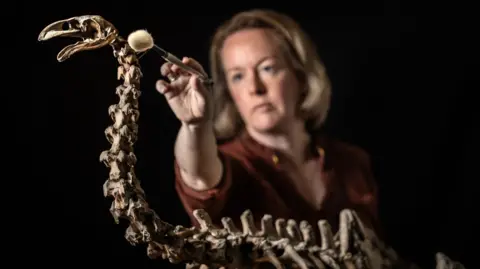 PA The skeleton of a large bird showing a close-up of its head and neck. Stood behind the bird is a woman with blonde hair who is wearing a brown shirt. She has a small brush in her hand and is reaching up to clean the bird's head. 